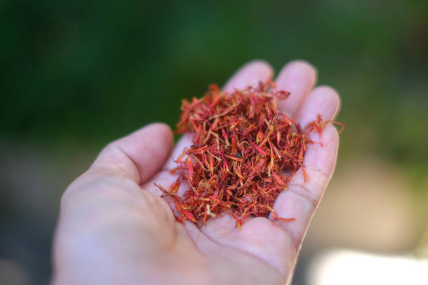 Close-up shot of Unrecognizable Hand Holding a scoop of red safron